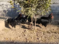 Chickens — снимка 2