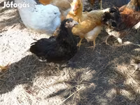 Chickens — عکس 6