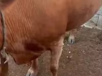 Αγελάδα, Latvian Blue cattle — φωτογραφία 5