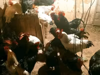 Chickens — عکس 2