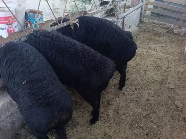 ভেড়ার পাঁঠা, ভেড়া — উজবেকিস্তান