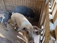 หมูป่าตัวผู้, Дюрок — รูปภาพ 6