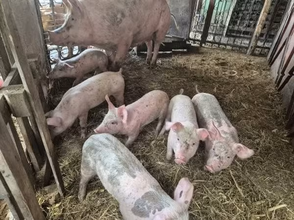 Pigs (batch, sex not specified), Pigs — Hungary