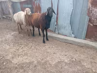 Bélier, Moutons — photo 2
