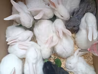 Dovşan yemləri 1-kq 2-azn. Sadə Dovşan 🐰 yemi 2-azn. vitaminli yemlər — 1 зураг