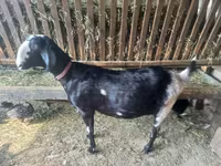 Jarac, Nubian Goat — fotografija 5