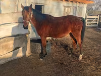 Kůň, Anglo-Arabian — foto 6