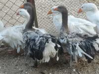Geese — fotografija 6