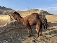 شتر نر, شتر — عکس 3
