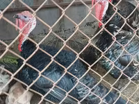 Turkeys — 사진 1