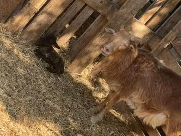 Модагӯсфанд, Cameroon sheep