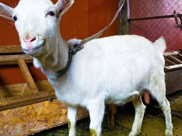 Коза, Saanen goat