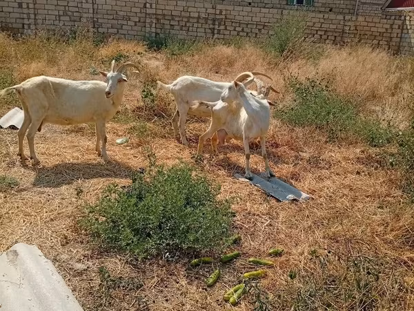 Ямаа, Saanen goat