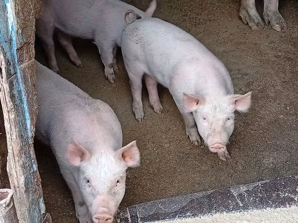 Babi hutan, Ландрас
