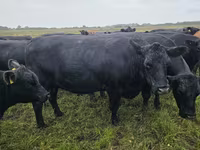 Vaca, Aberdeen-Angus — foto 4