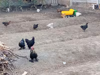 Chickens — zdjęcie 1