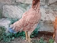 Chickens — foto 1