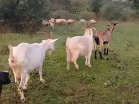 بز ماده, بز — عکس 2