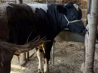 Бик, Russian Black pied cattle — фото 6