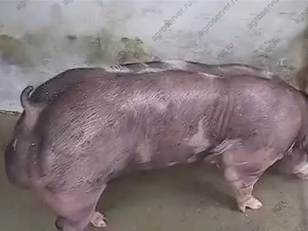 नर सूअर, सूअर — रूस