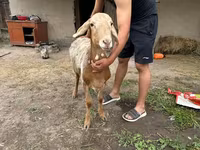 قوچ, Rhon sheep — عکس 3