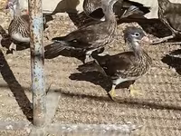 Ducks — عکس 1