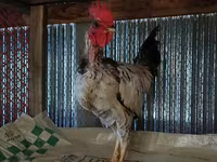 Chickens — foto 2