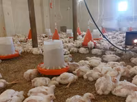 Chickens — picha 4