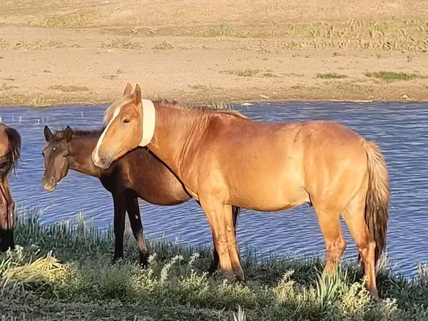 اسب نر, Kazakh horse
