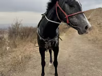 Aygır, Atlar — foto 4