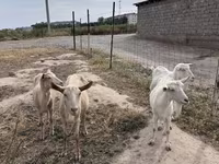 بز نر, Saanen goat — عکس 6