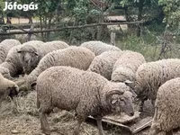 قوچ, Merino sheep — عکس 3
