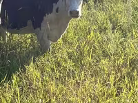 Krava, Swiss cattle — foto 2