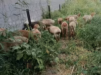 Pecora, Pecore — foto 1