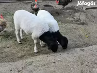 Kambing jantan, Dorper sheep — foto 2