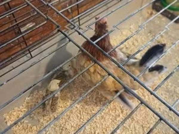 Chickens