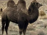 Unta (lot, jantina tidak dinyatakan), Kazakh Bactrian camel — foto 3