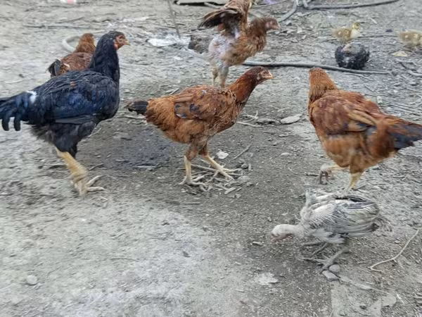 Chickens