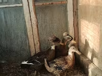 Německý pekin — foto 6