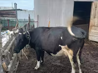 Krava, Russian Black pied cattle — foto 3