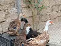 Ducks — عکس 2
