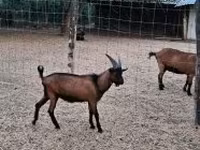 Caprone, Alpine goat — foto 1