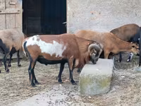 قوچ, Cameroon sheep — عکس 6