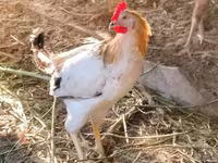 Chickens — foto 7