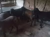 የጎትት አውራ በግ, Sheep — ፎቶ 5