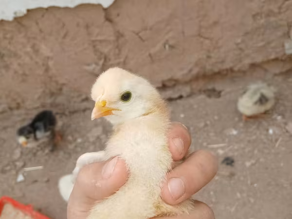 Chickens — Kyrgyzstan