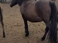 Faras dhaddig, Horses — sawirka 5