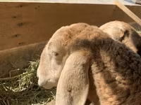 பெண் ஆடு, Arashan sheep — புகைப்படம் 1