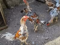 Chickens — รูปภาพ 1