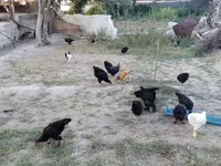 Chickens — foto 7
